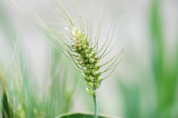 Clear green manure crops