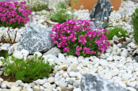 Create an alpine trough