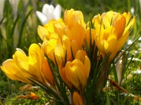 Plant autumn-flowering bulbs now