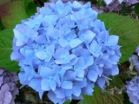 Plant of the Week: Hydrangea