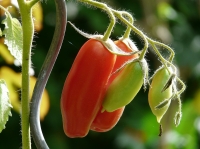 A container vegetable garden