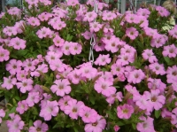 Plant of the week - Petunia