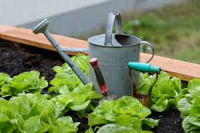 Slugs and snails are back in top spot as the most-hated pest