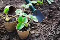 Time to plant strawberries!